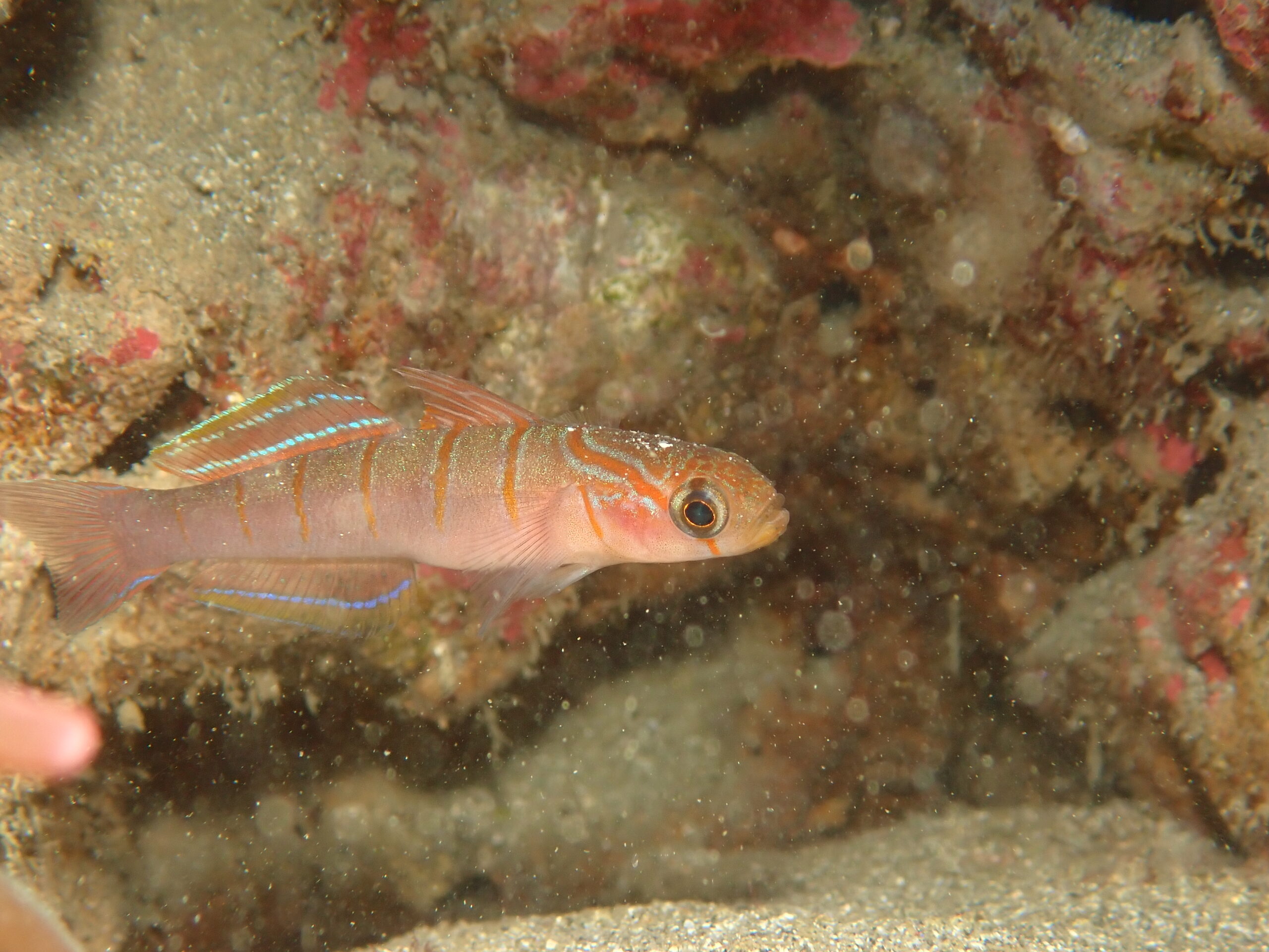 良い海潜って丼食べて〜城ヶ島を満喫!